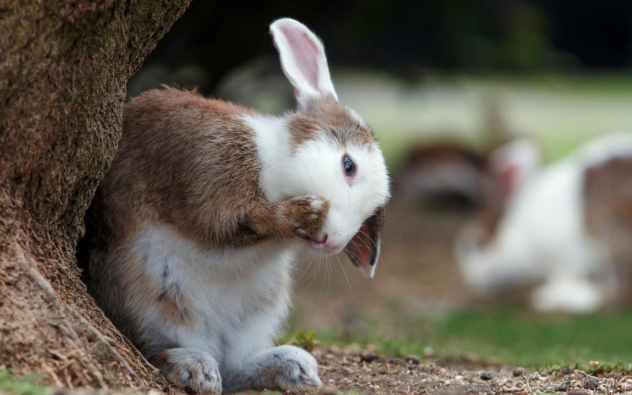 Gezonde voeding voor konijnen | Pet4you