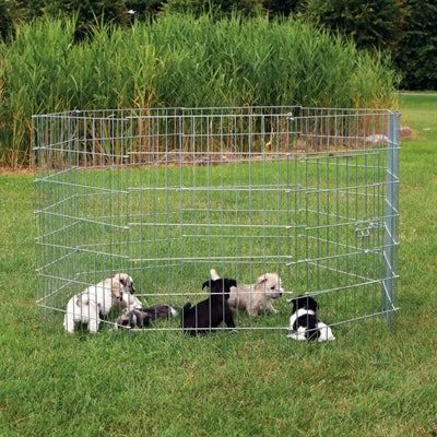 Puppyrennen