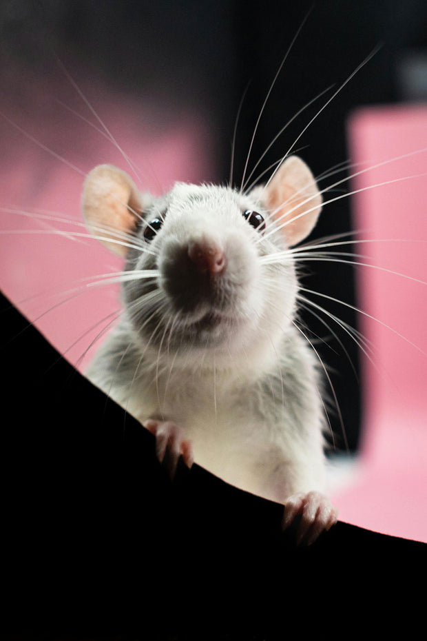 Banner image for: Rat