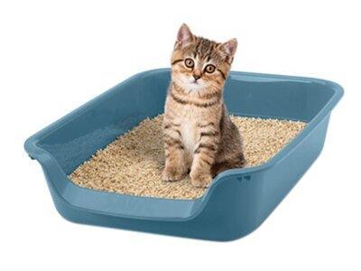 Hoe maak ik mijn kattenbak schoon? Een gids voor een frisse en hygiënische omgeving voor je kat - Pet4you