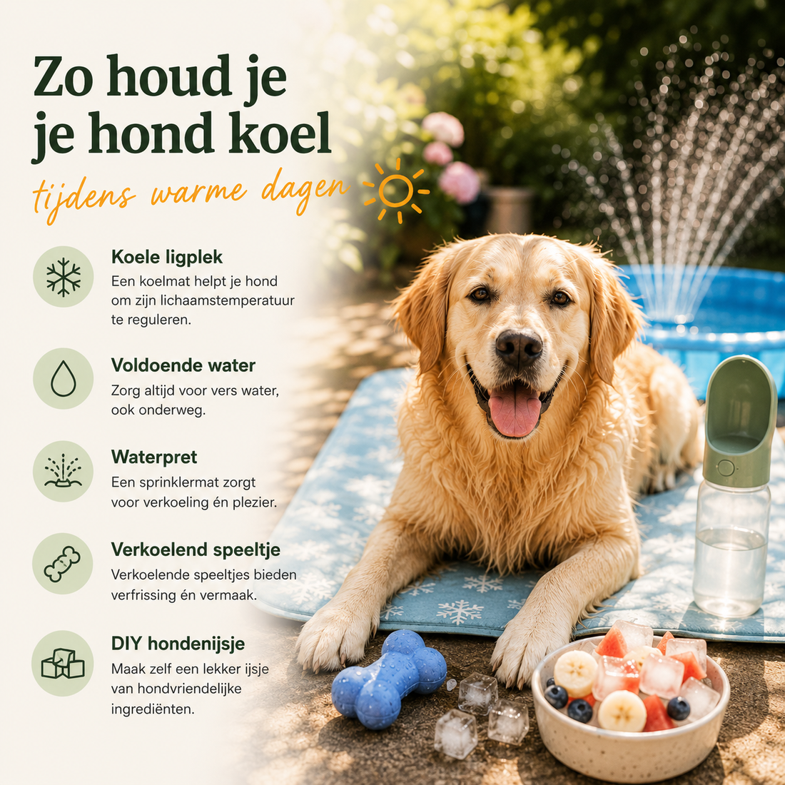 Zo houd je je hond koel tijdens warme dagen