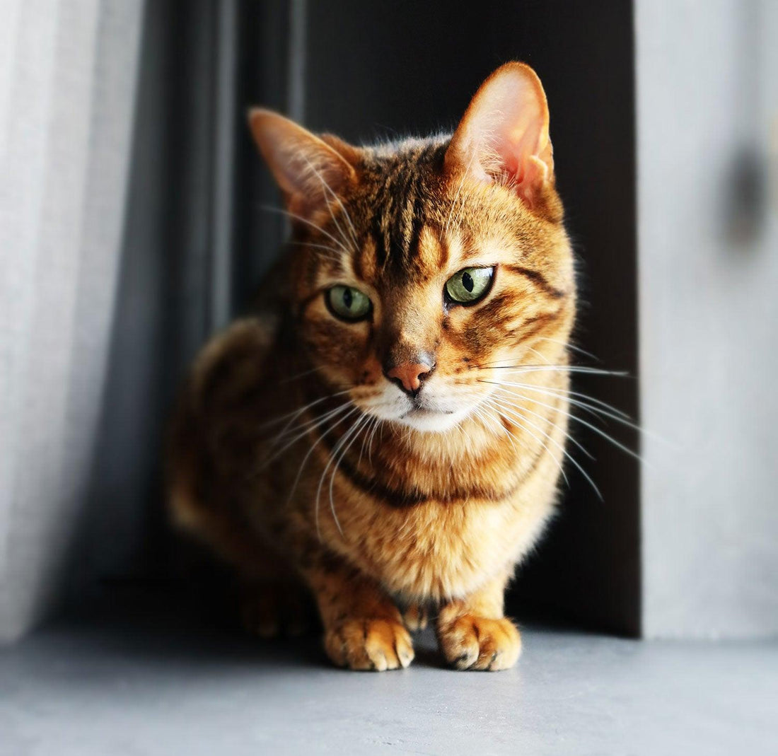 De verschillende persoonlijkheden van kattenrassen - Pet4you