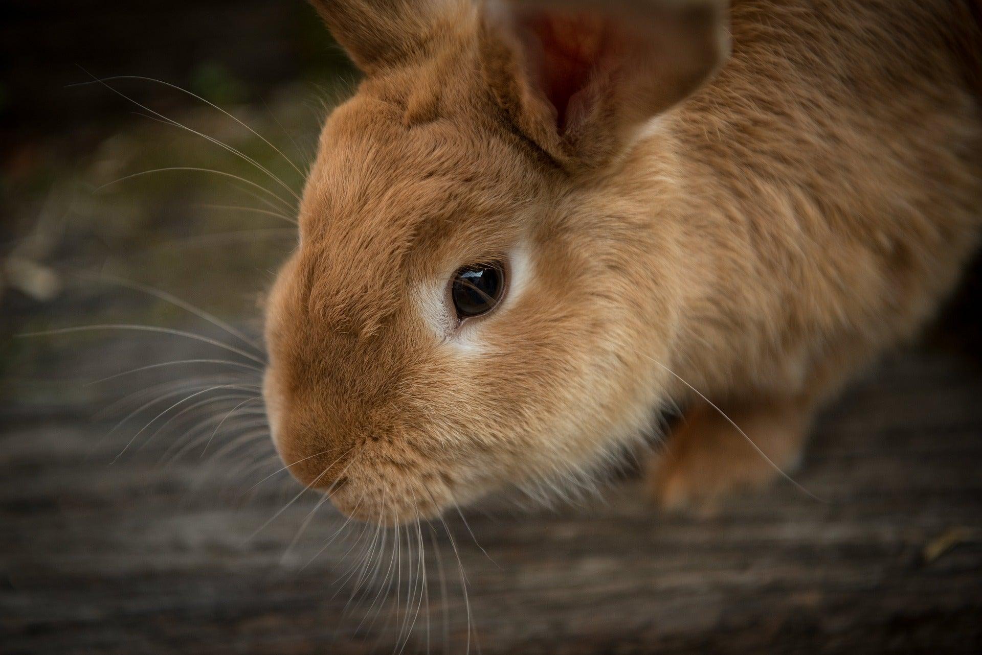 De verschillende konijnenrassen - Pet4you