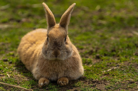 Houd je knaagdieren koel in de zomer | Tips voor verkoeling 