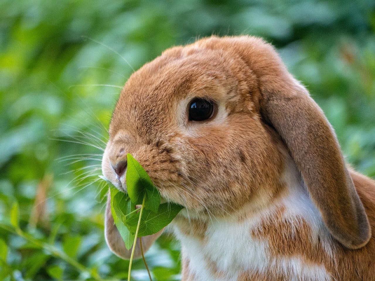 Veelvoorkomende ziektes bij konijnen: Herkenning, preventie en behandeling