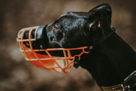 Muilkorfgids: welke muilkorf past bij jouw hond?