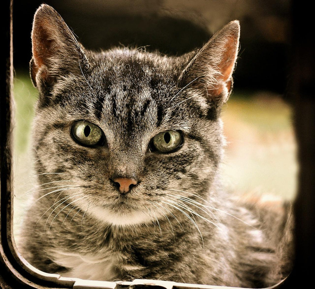 Hoe isoleer ik mijn kattenluik? - Pet4you