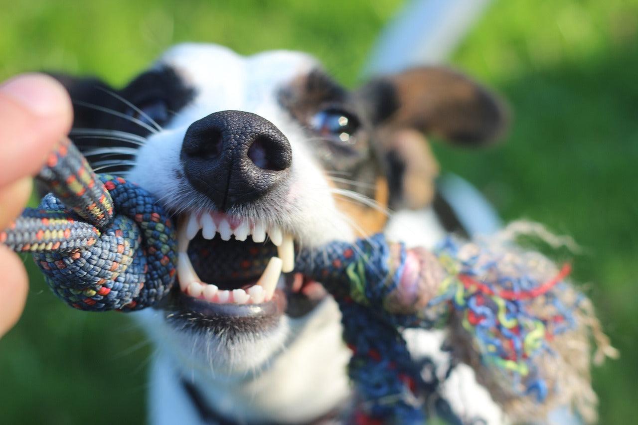 Het belang van gebitsverzorging bij honden en katten: Een glimlach die straalt - Pet4you