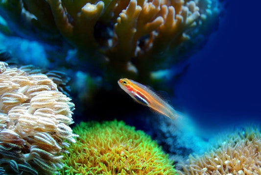 Aquarium koel houden in de zomer | Huisdierspullen.nl
