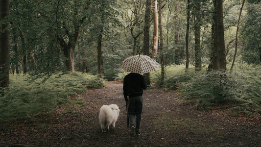 Hond uitlaten in de regen: zo blijft hij warm en droog