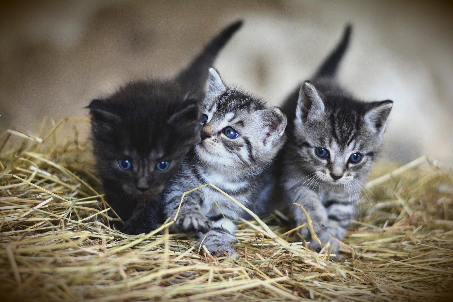 Kittenvoeding: een overzicht van de juiste voeding en voedingsschema's voor je kitten - Pet4you