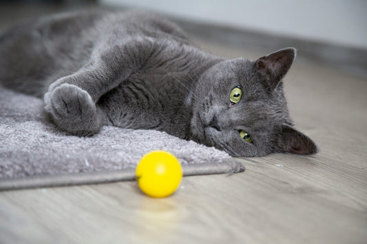 Kat vermaken binnen: zo blijft ze actief tijdens de donkere dagen