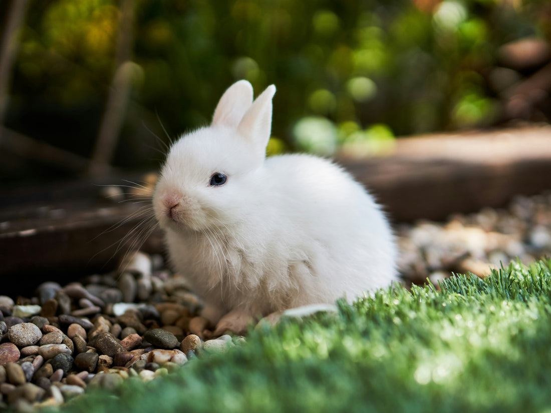 Hoe maak ik mijn tuin konijnproof? Complete gids voor een veilige tuin