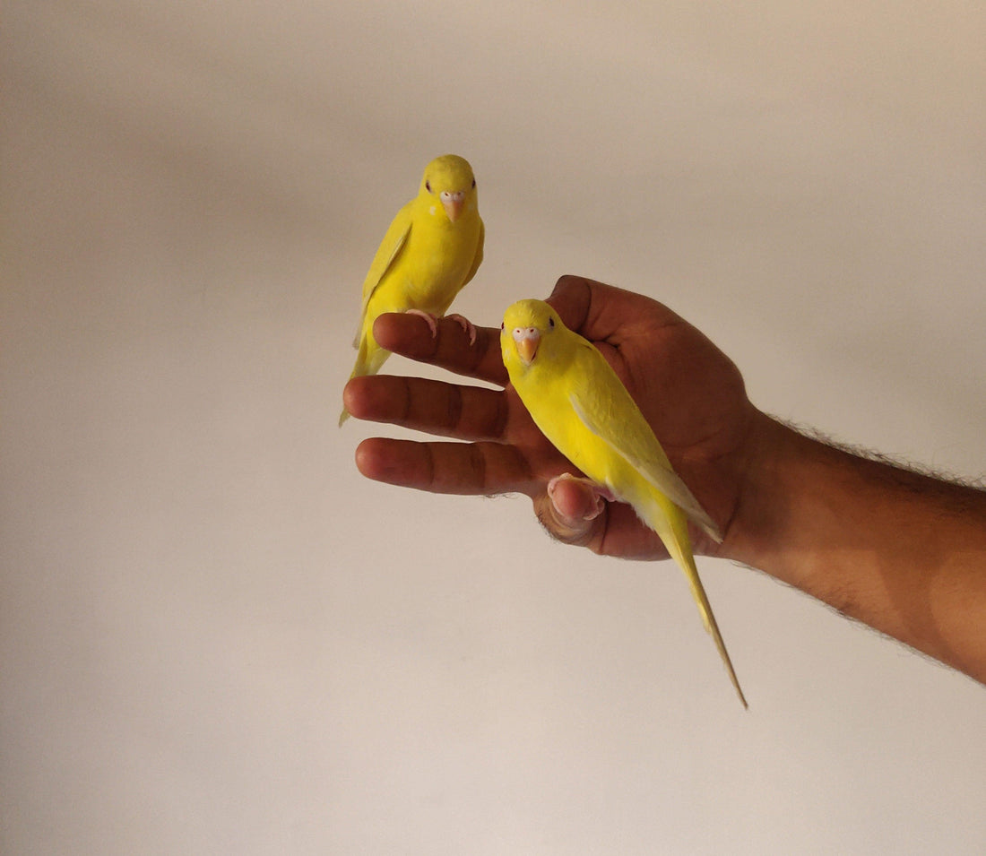 Verenverzorging van je vogel | Tips voor een gezond en glanzend verenkleed