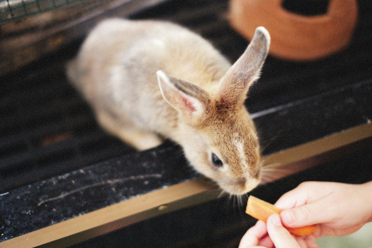 Voeding voor konijnen: wat wel en wat niet te geven - Pet4you