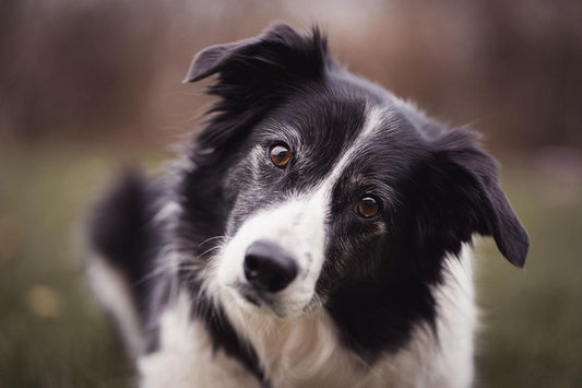 Een Kennismaking met Verschillende Hondenrassen - Pet4you