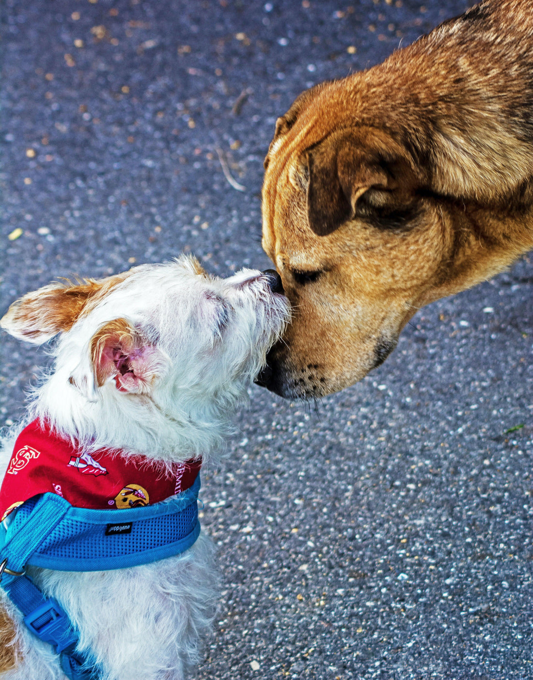 Waarom is het handig om een puppycursus te volgen? - Pet4you