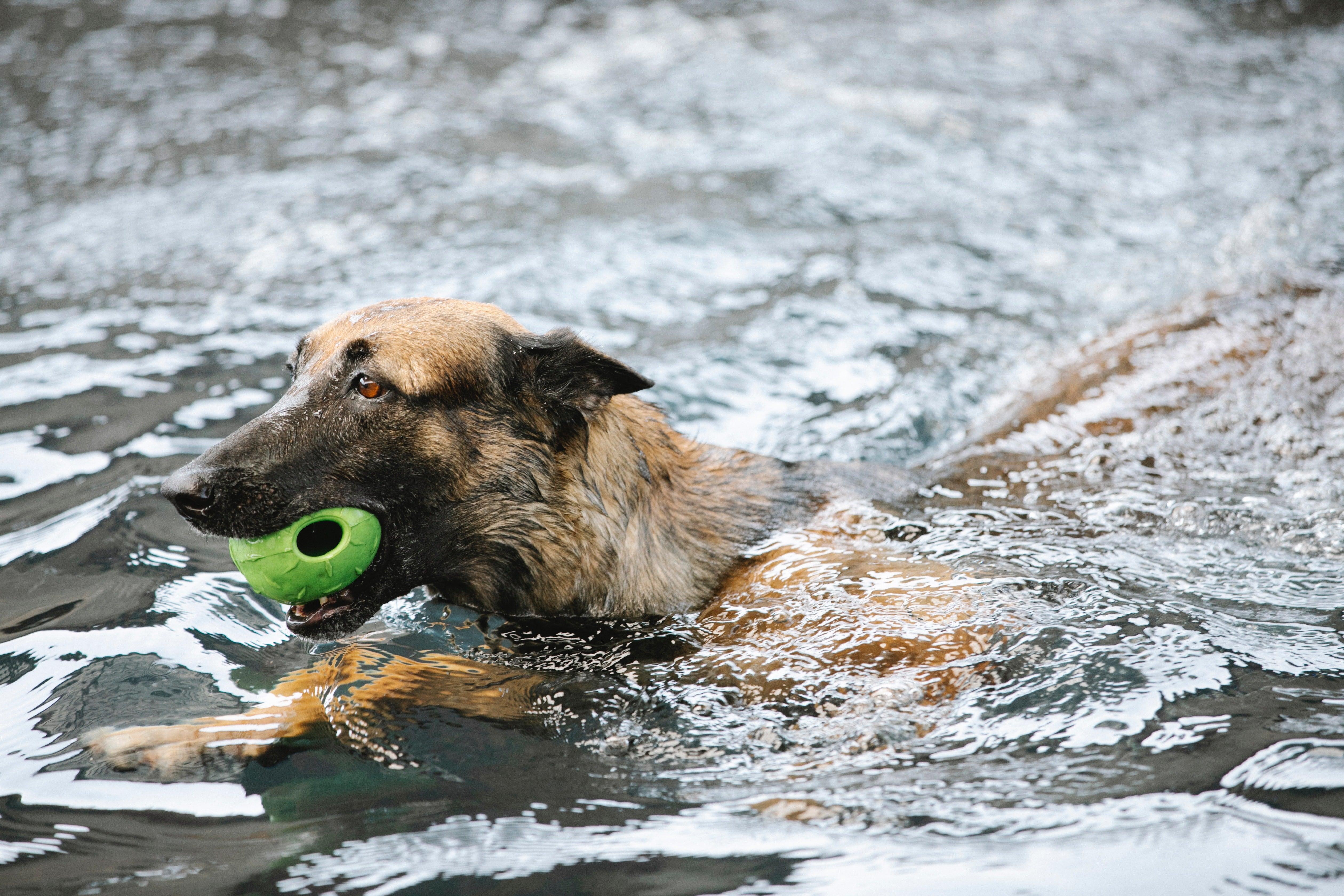 Zwemmen met je Hond