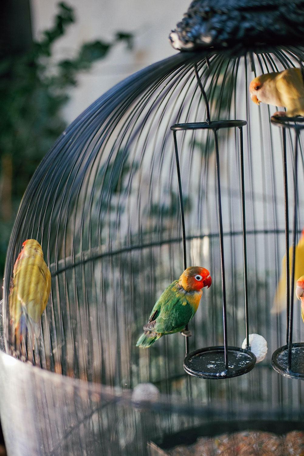 Vogelkooi inrichten, een stimulerende omgeving voor je vogel