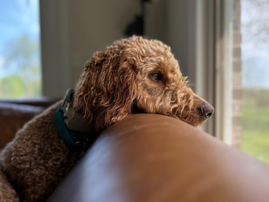 Juiste gewicht hond