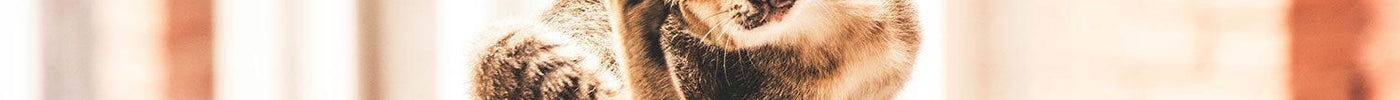 Kattenallergieën: Symptomen en behandeling | Pet4you