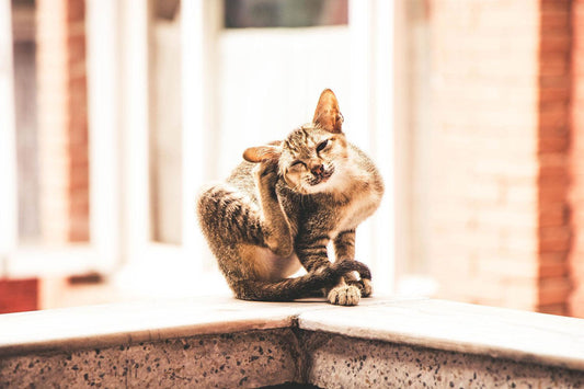 Kattenallergieën: Symptomen en behandeling | Pet4you