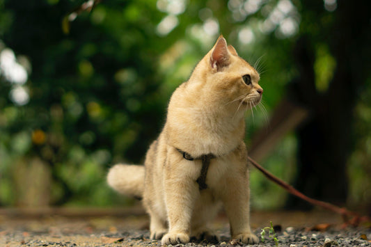 Kattentuigjes