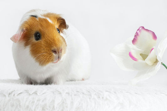 Cavia verzorgingstips