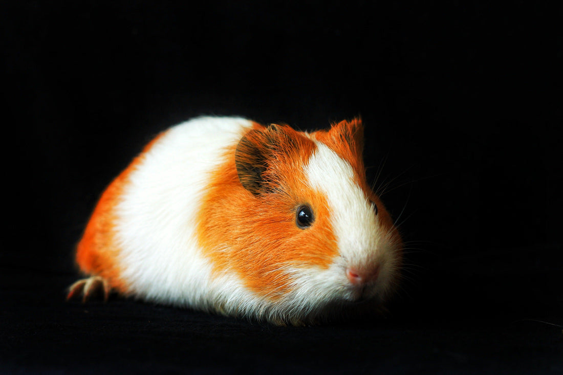 Cavia's en interactie: Advies over hoe je een sterke band kunt opbouwen met je cavia en hoe je op een positieve manier met ze kunt omgaan. - Pet4you