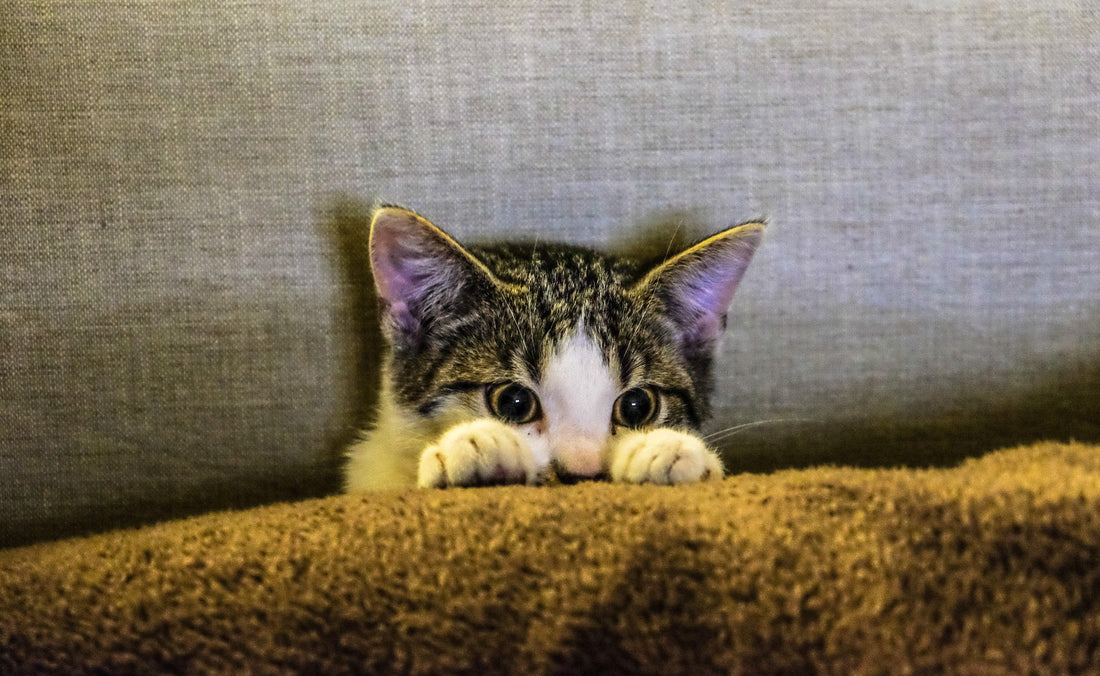 Hoe Maak ik Mijn Kitten Zindelijk? | Huisdierspullen.nl