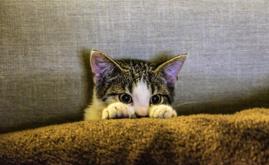 Hoe Maak ik Mijn Kitten Zindelijk? | Huisdierspullen.nl