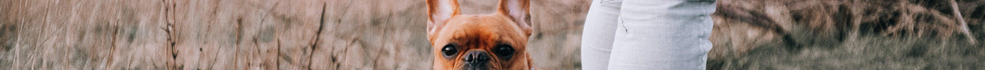 Hondenpoep: Wat is normaal en wat niet? 