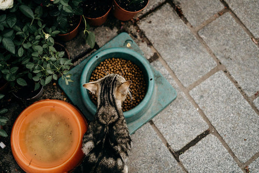 De beste voedingstips voor een gezond huisdier - Pet4you