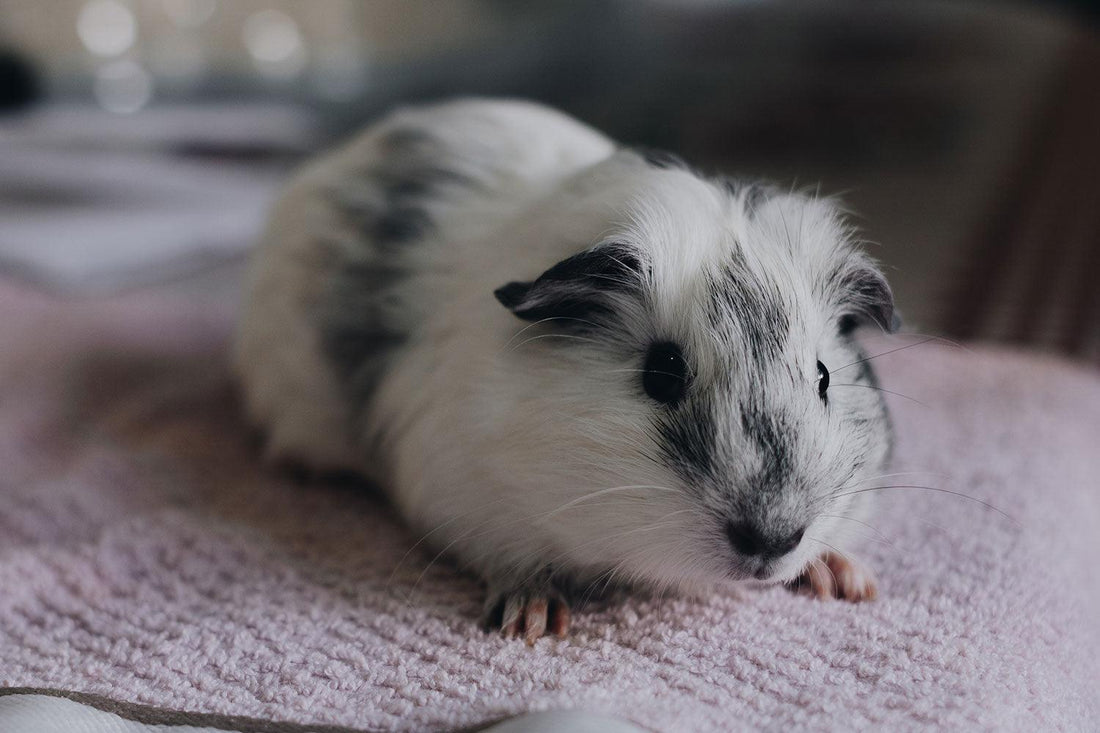 Cavia rassen: Een overzicht van verschillende cavia rassen, hun kenmerken en persoonlijkheden om mensen te helpen het perfecte cavia maatje te kiezen. - Pet4you