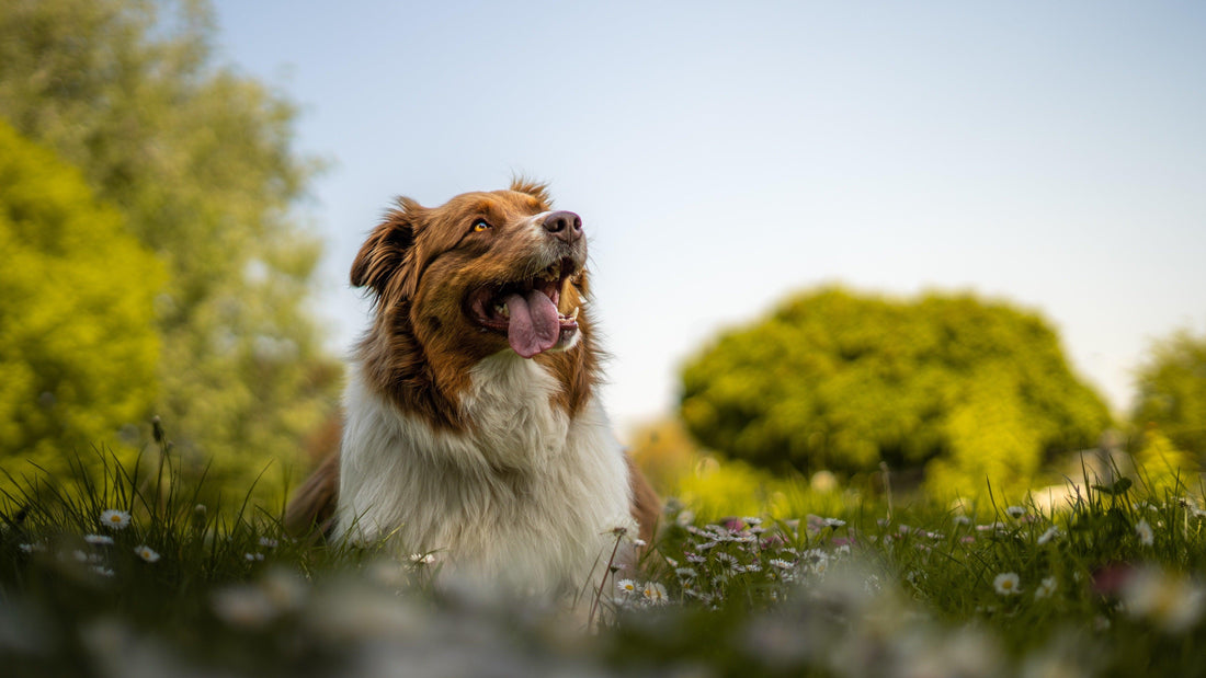 Relatie tussen honden en insecten