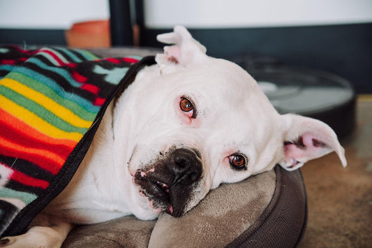 Tips voor het inrichten van een veilige en comfortabele slaapplek voor je huisdier: Een rustige oase van ontspanning - Pet4you
