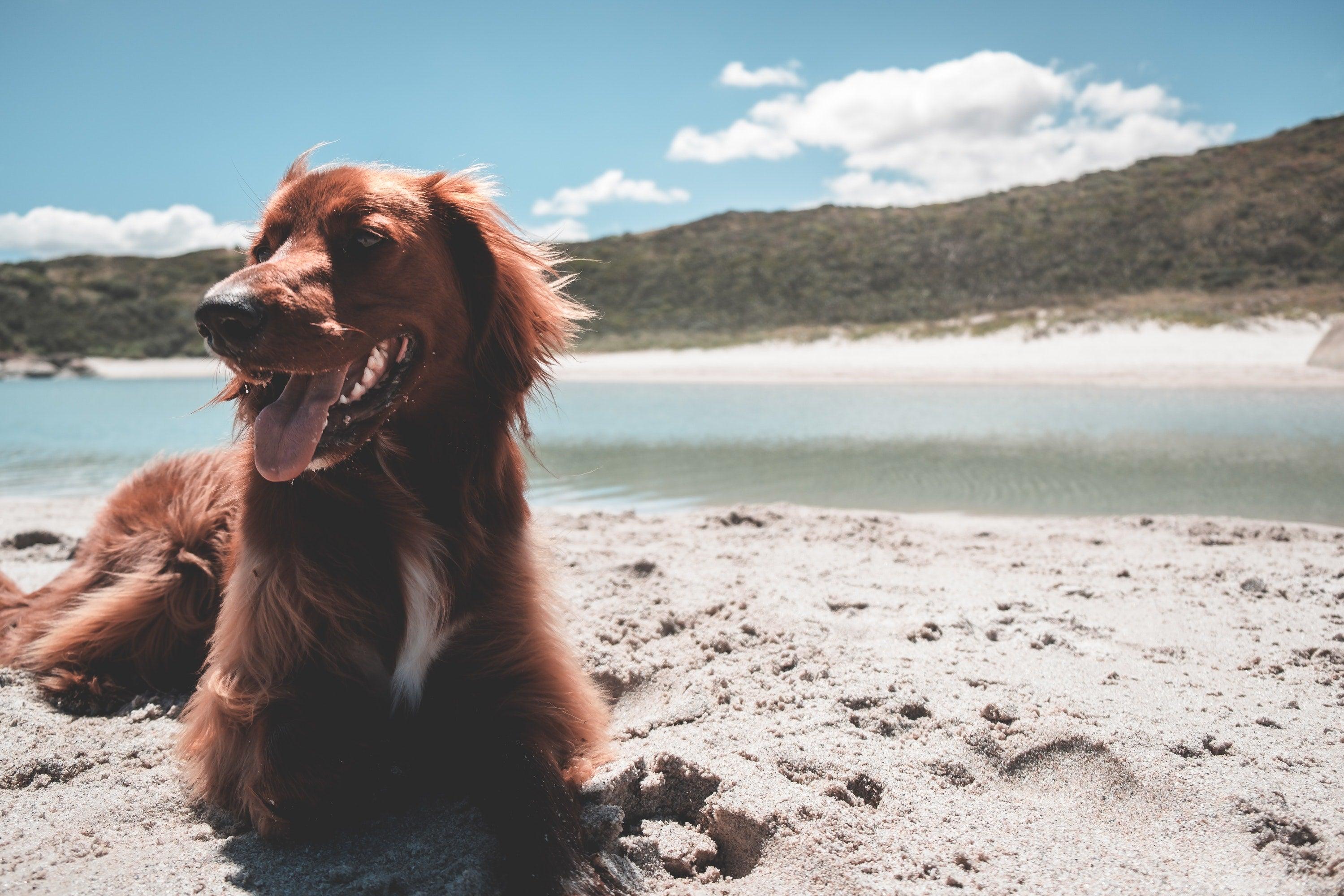 Huisdieren en de zomer: tips voor een veilige en leuke tijd - Pet4you