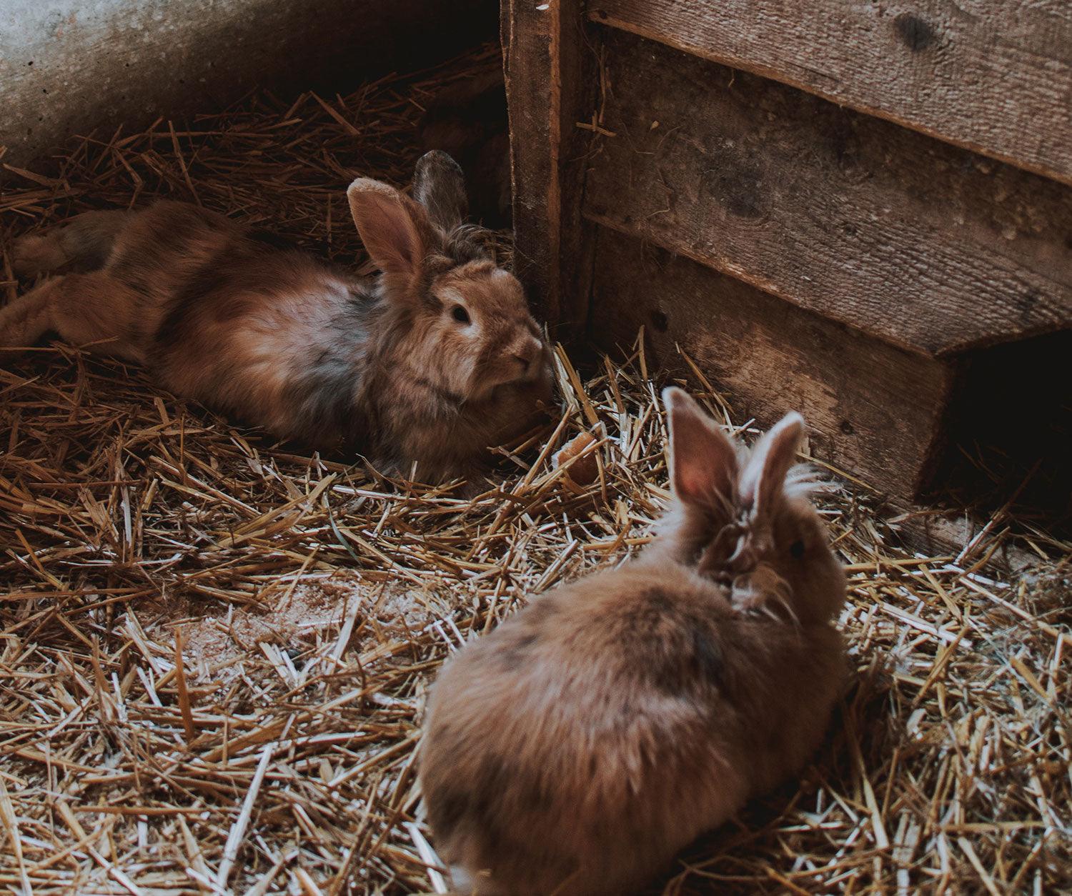 Een gids voor konijnenhokken: kies het perfecte thuis voor je konijnen - Pet4you