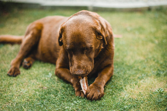 Waarom kauwen honden? - Pet4you