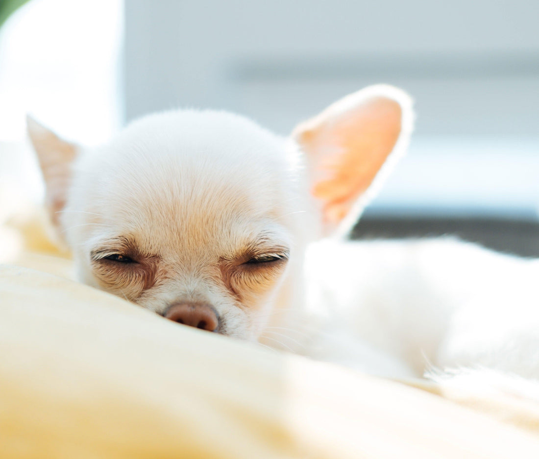 Veelvoorkomende ziektes bij honden: Herkenning, preventie en behandeling - Pet4you