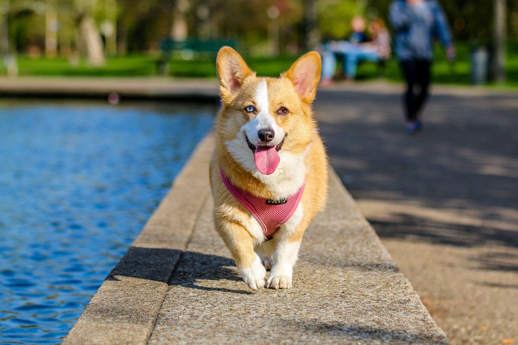 Loopsheid bij honden: Wat elke hondeneigenaar moet weten 