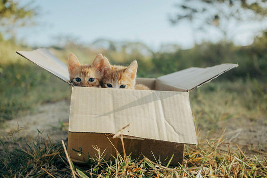 De essentiële checklist voor het verwelkomen van een kitten in huis - Pet4you