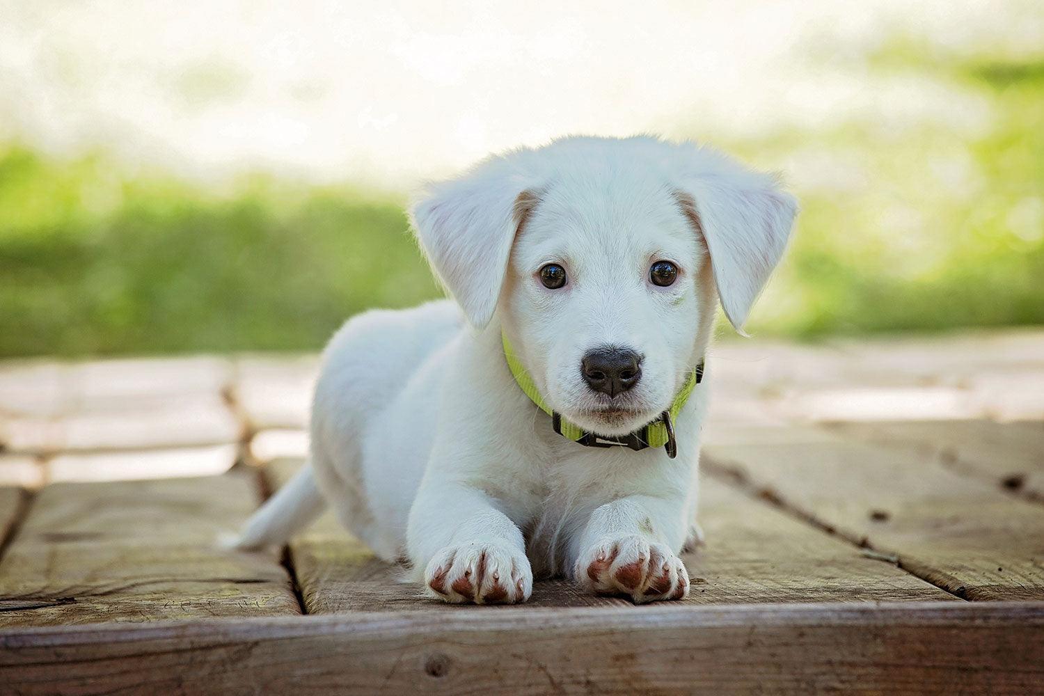 Tanden wisselen bij puppy's: Wat je moet weten over dit natuurlijke proces - Pet4you