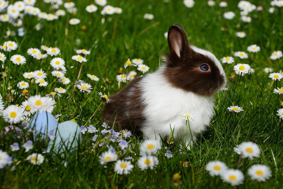 Hoe maak ik mijn tuin konijnproof? Tips voor een veilige omgeving 