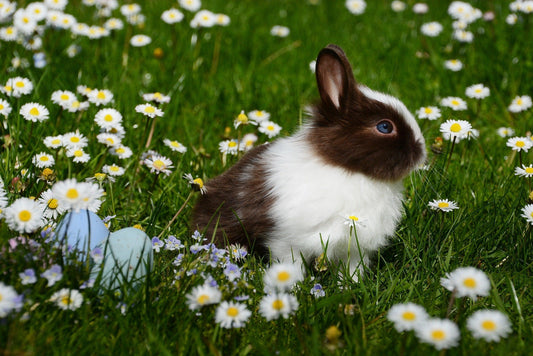 Hoe maak ik mijn tuin konijnproof? Tips voor een veilige omgeving 