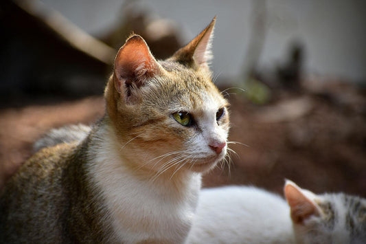 Het belang van ontwormen bij katten