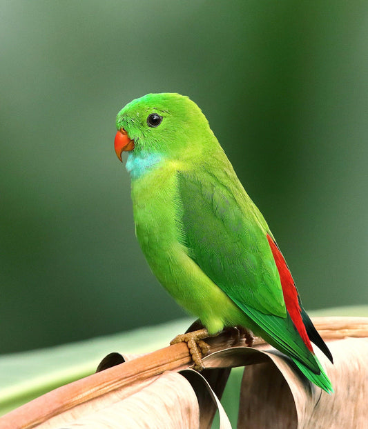 Een uitgebalanceerd dieet voor huisparkieten - Pet4you