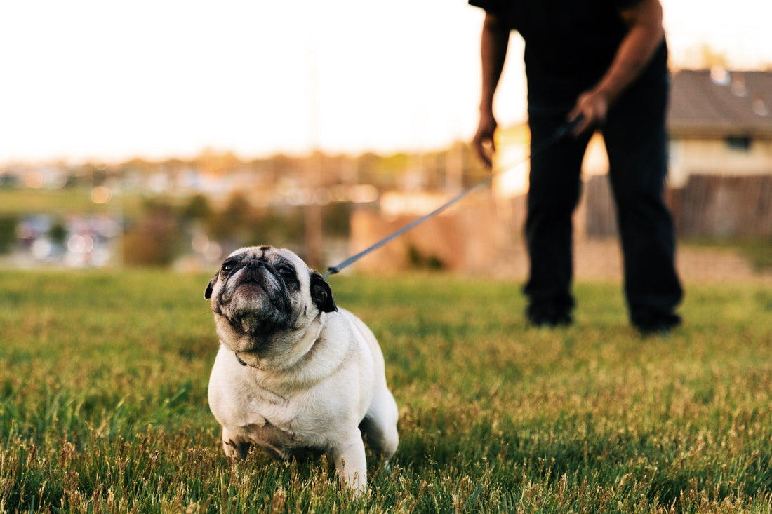 Een Hartverwarmende Keuze: Hondenadoptie en -opvang - Pet4you