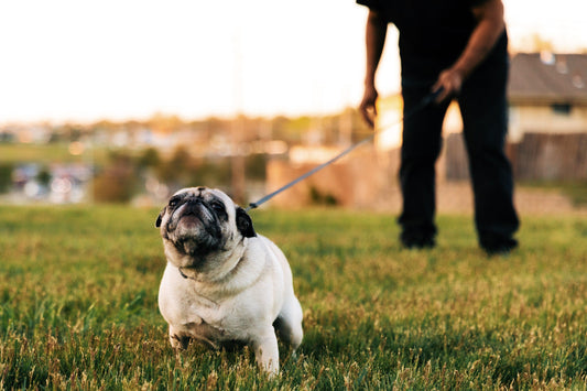 Een Hartverwarmende Keuze: Hondenadoptie en -opvang - Pet4you