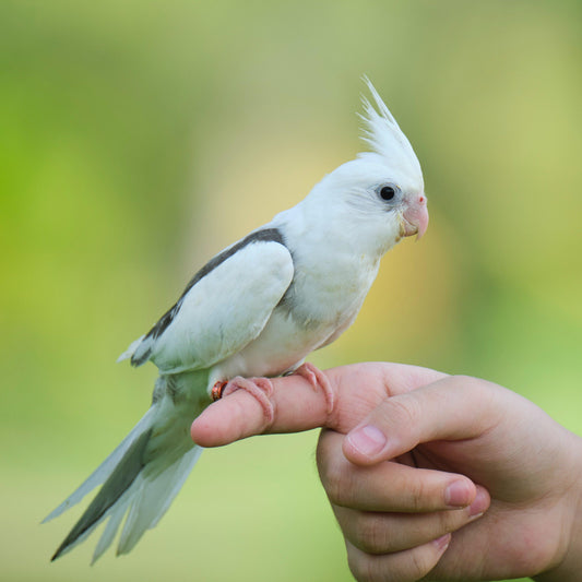 De beste soorten papegaaien voor beginners - Pet4you